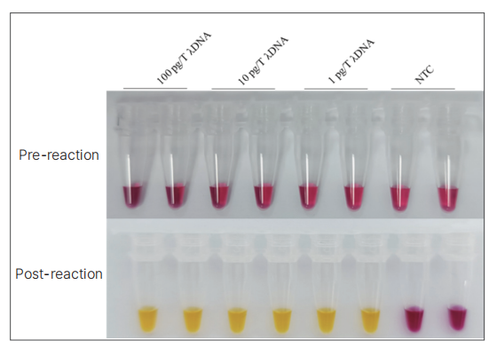 bioeasy-lamp-kit-visual-dye-detail-2.jpg