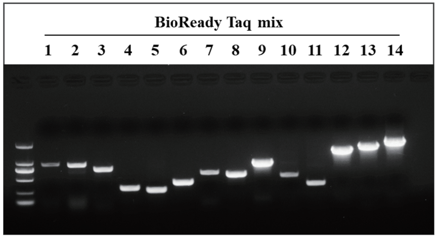 bioready-taq-mix-bioready-taq-mix-with-dye-detail-1.jpg