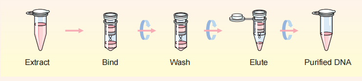 biospin-gel-extraction-kit-detail-1.png