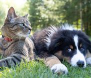 Pet Medical